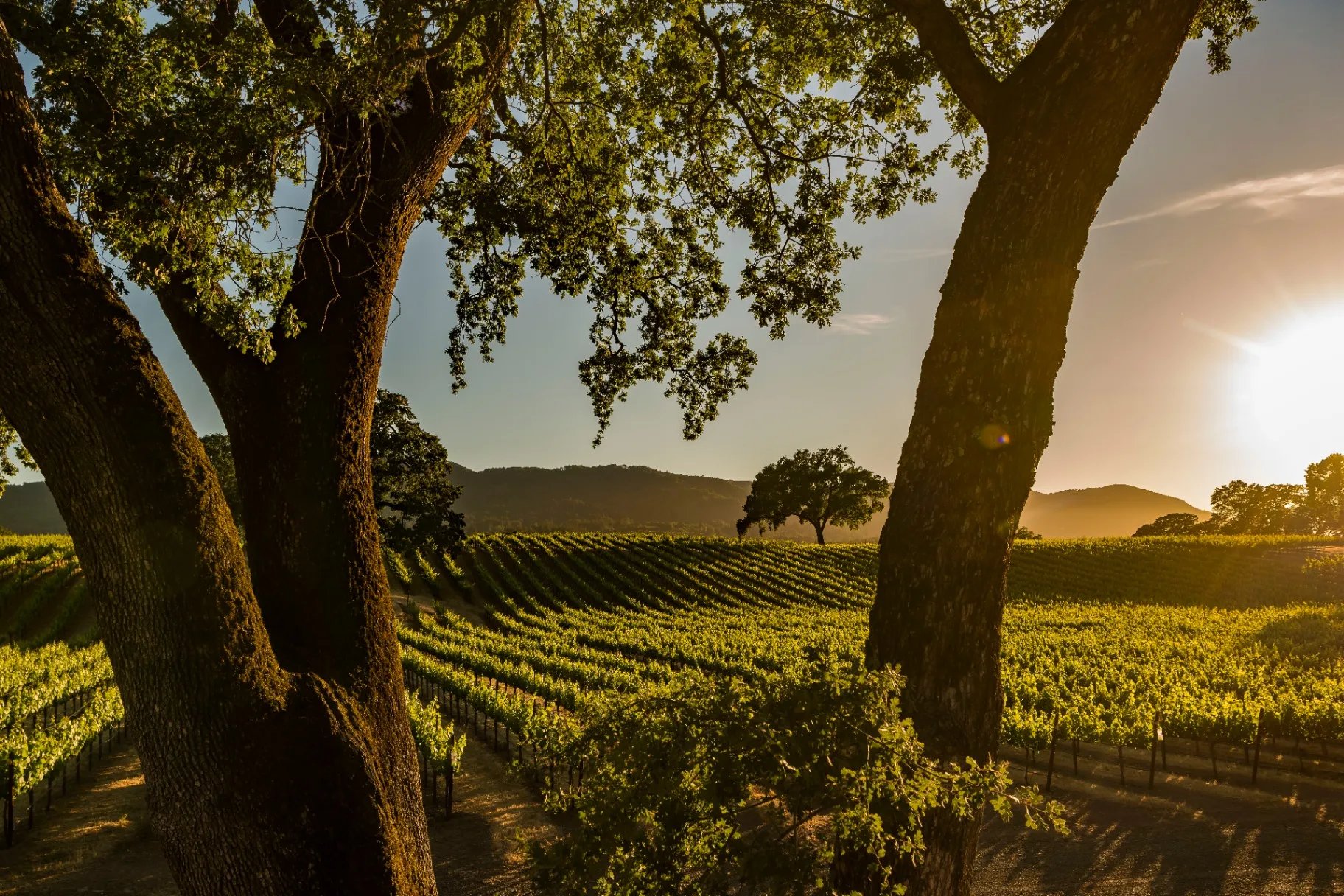 Sunset through oak trees over B.R. Cohn vineyards