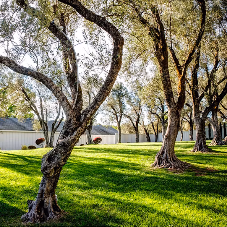 olive_grove